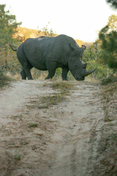 istock A white rhino in the africa bush 1272240013