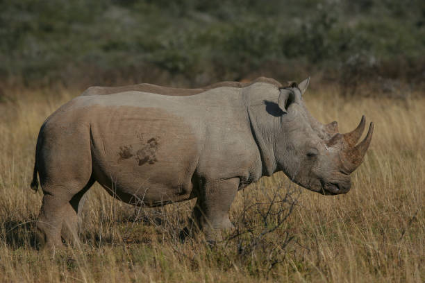 istock A white rhino in the africa bush 1272240091