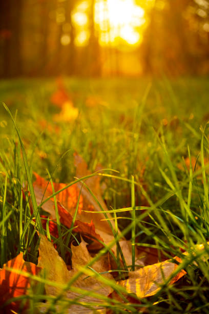 istock Golden autumn is here. 1272240115