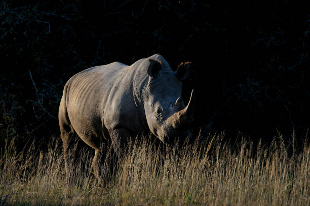 istock A white rhino in the africa bush 1272240119