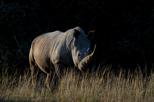 A white rhino in the africa bush