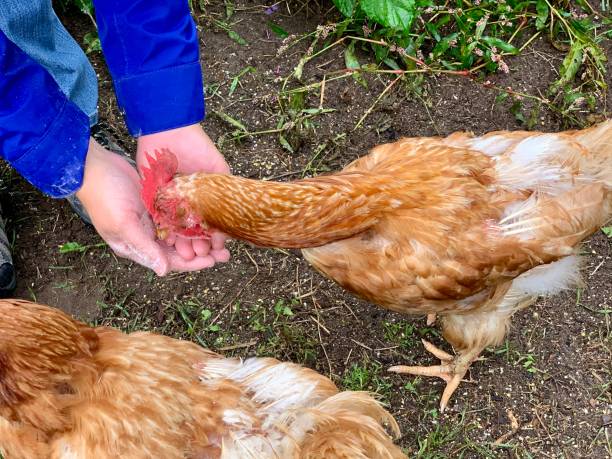 istock Backyard chicken eating out of hand 1272241749