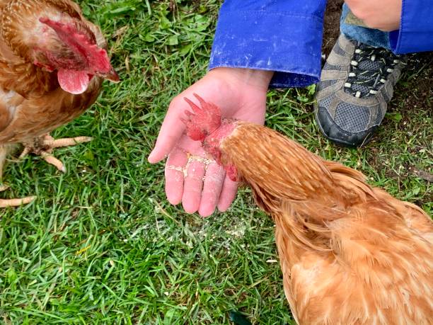 istock Backyard chicken eating out of hand 1272241782