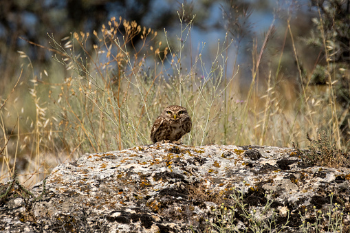 Little Owl on a rock
