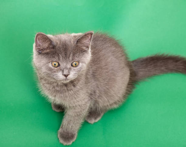 neonato scozzese shorthair colore grigio gattino - domestic cat kitten scottish straight short hair foto e immagini stock