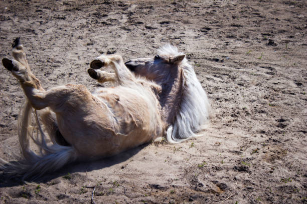 istock A horse lies on the sand 1272244919
