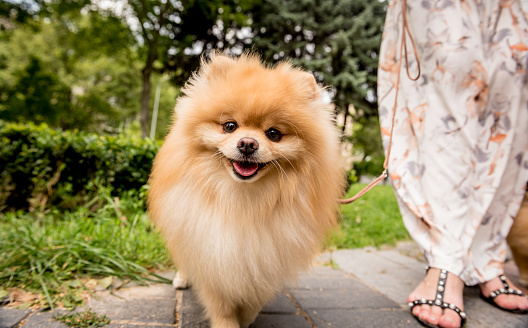 Retrato de lindo perro pomerania en el parque. photo