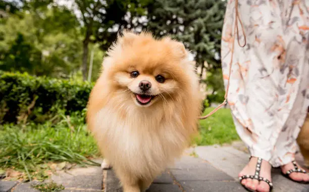 Portrait of cute pomeranian dog at the park