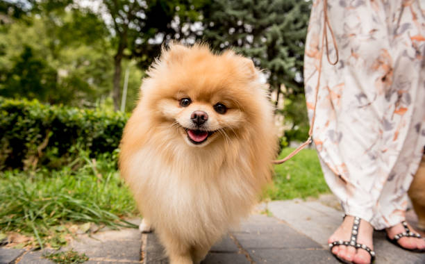 portret słodkiego psa pomorskiego w parku. - pets friendship green small zdjęcia i obrazy z banku zdjęć