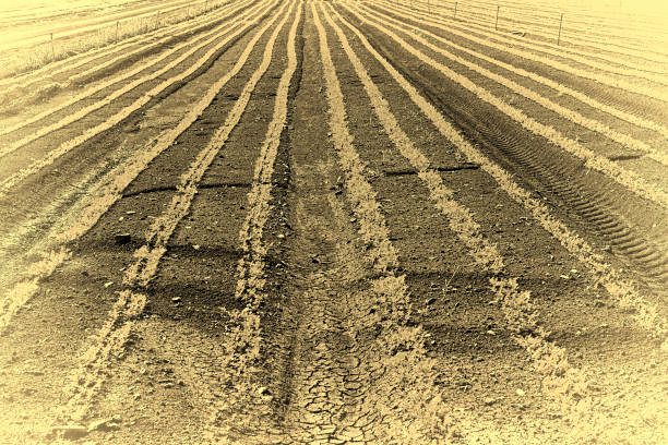 Rows of Fresh Young Green Seedling of Carrots in Israel, Stylized Photo