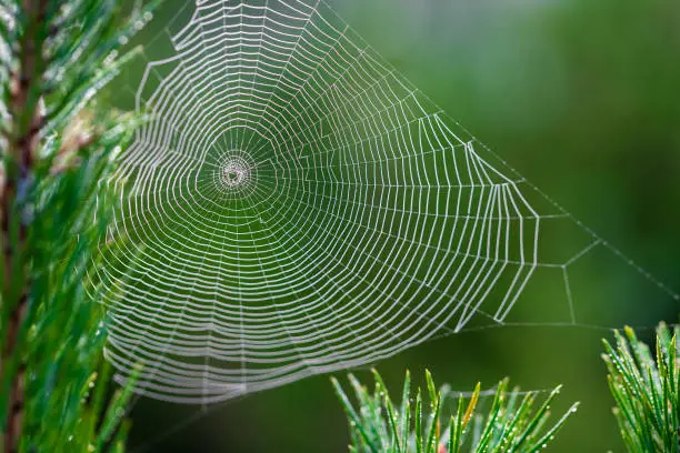 Photo of A spider web in a pine tree during dawn with early morning dew