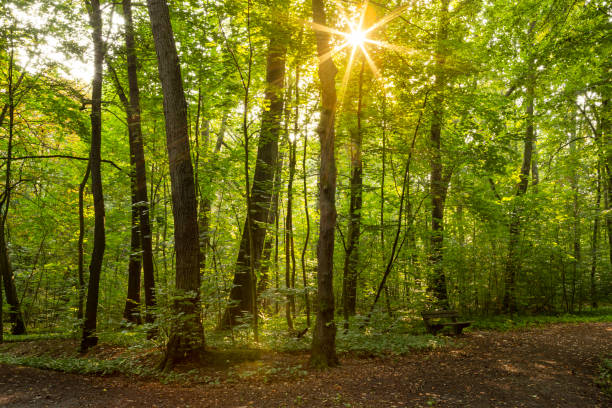 istock Beautiful Morning in the Park with Shadows on the Trail and Empty Bench 1272245967