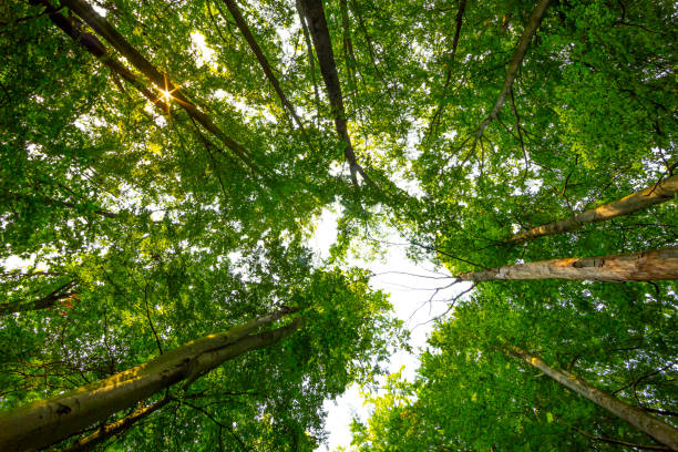 istock Looking up to the tall trees 1272246026