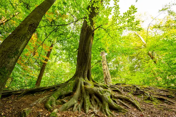 Beautiful tall tree and its roost visible on the dirt.