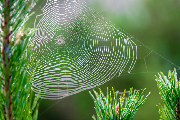 istock A spider web in a pine tree during dawn with early morning dew 1272246034