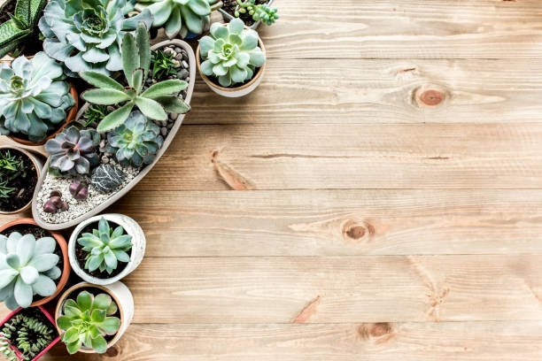 istock floral frame with succulents minimal creative berry arrangement pattern on wooden background. flat lay, top view. christmas background wallpaper 1272246080