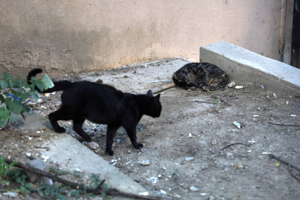 Black cat walking down and  meeting an other asleep cat