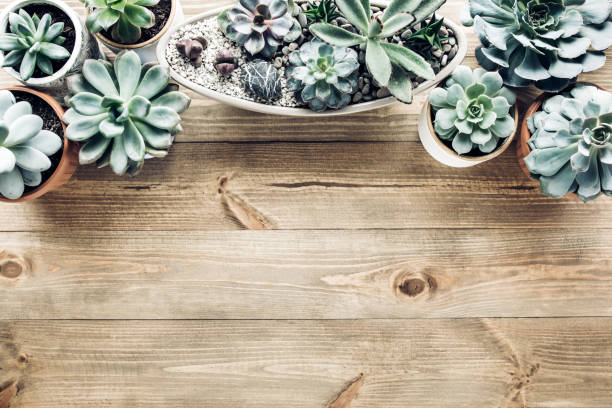istock floral frame with succulents minimal creative berry arrangement pattern on wooden background. flat lay, top view. christmas background wallpaper 1272248593