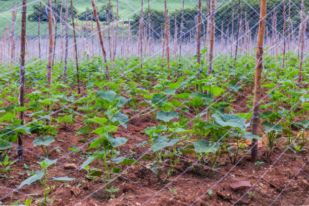 istock A sapling of field crops 1272248780