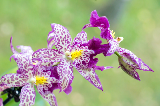 Orchid hybrid - Beallara Patricia McCully ‚Pacific Matriarch‘