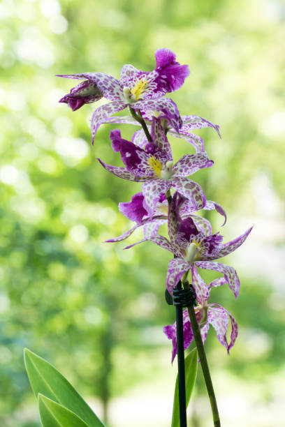 istock Orchid hybrid - Beallara Patricia McCully ‚Pacific Matriarch‘ 1272250565