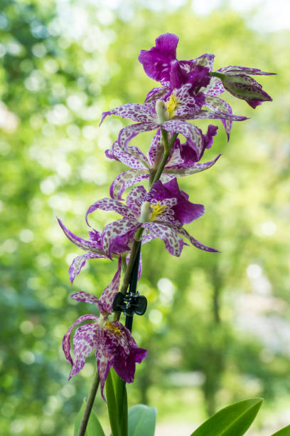 istock Orchid hybrid - Beallara Patricia McCully ‚Pacific Matriarch‘ 1272250576