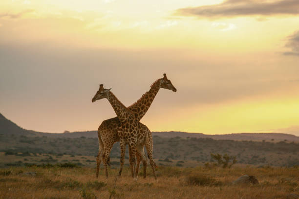istock Early morning light falls on giraffe in the African bush. 1272250580