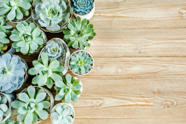istock floral frame with succulents minimal creative berry arrangement pattern on wooden background. flat lay, top view. christmas background wallpaper 1272250669