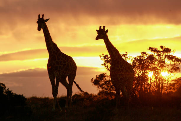 istock Early morning light falls on giraffe in the African bush. 1272250772