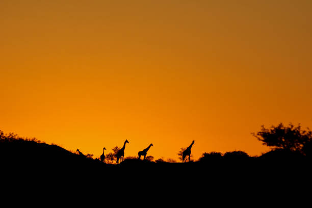 istock Early morning light falls on giraffe in the African bush. 1272250832
