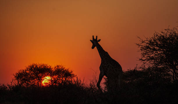 istock Early morning light falls on giraffe in the African bush. 1272251376