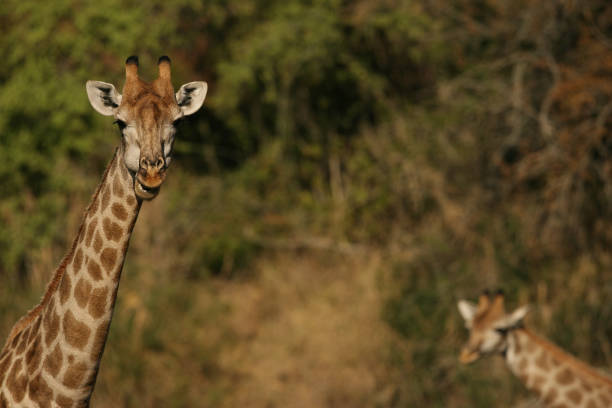 istock A close up image of a giraffe head. 1272251400