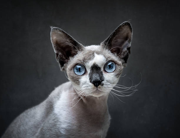 ritratto di gatto devon rex - kitten color image cute feline foto e immagini stock