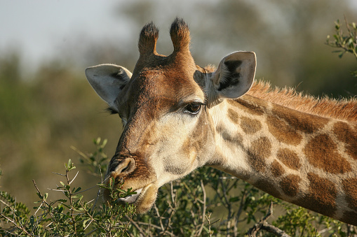 African Giraffe - Horizontal Head Shot