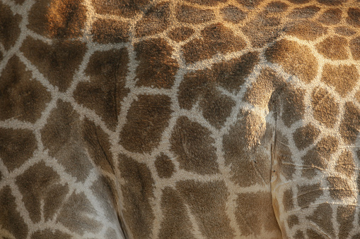 Extreme close up of the face of a captive Masai giraffe or Giraffa camelopardalis . Photographed in the Houston Zoo in Texas.