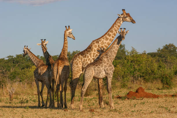istock A herd of giraffe in the african bush 1272251672