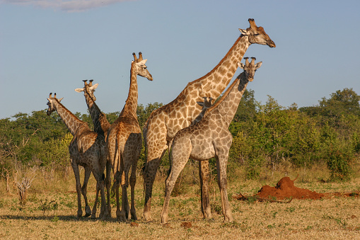 Kudu and Giraffe approach a waterhole in Southern Africa