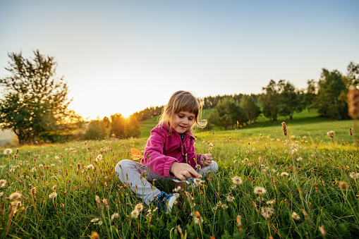 Adorable cute little preschool girl on a dandelion flower on the nature in the summer. Happy healthy beautiful toddler child with flowers, having fun. Bright sunset light, active kid