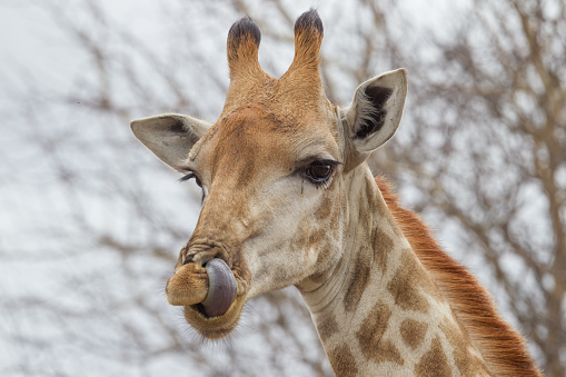 A close up image of a giraffe head.