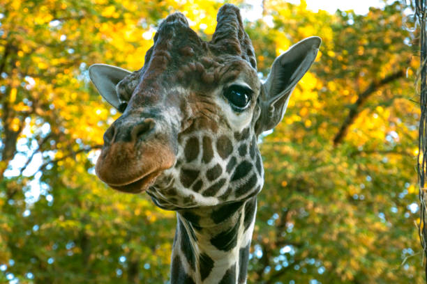 Two giraffes in Frankfurt Zoo.