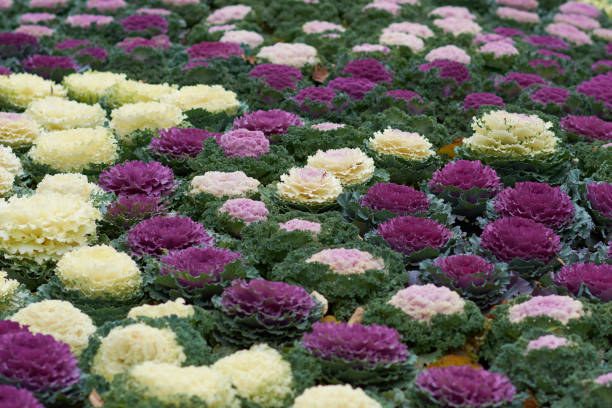 istock Decorative composition of fresh decorative brassica oleracea, autumn bouquet. Multicolored decorative cabbage in autumn botanical garden. 1272252661