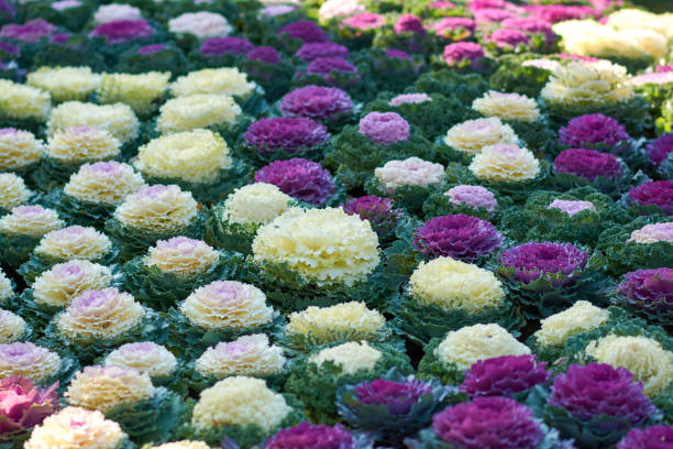 istock Decorative composition of fresh decorative brassica oleracea, autumn bouquet. Multicolored decorative cabbage in autumn botanical garden. 1272252663