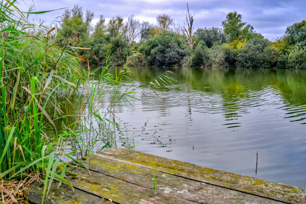 Wooden staging used to moor boats to on the bank of the River Bure in the Norfolk Broads National Park