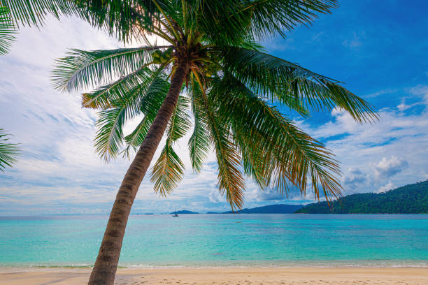 A coconut palm tree among the blue sky and beautiful tropical beach in Koh Lipe, Thailand. stock photo