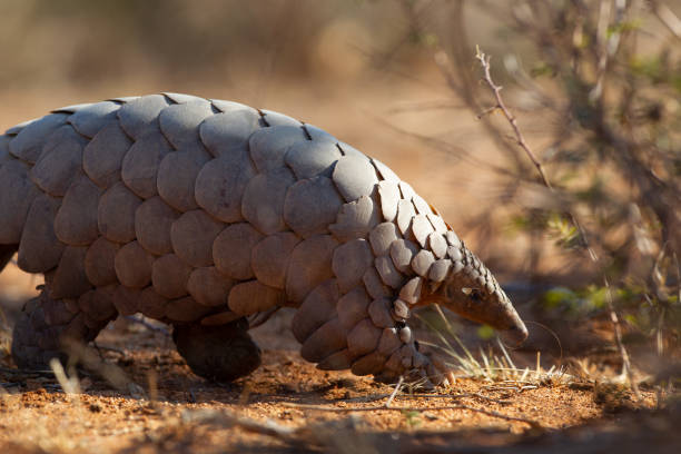 A pangolin roaming the bush for food A pangolin roaming the bush for food. Pangolins are an endangered specie. mammal stock pictures, royalty-free photos & images