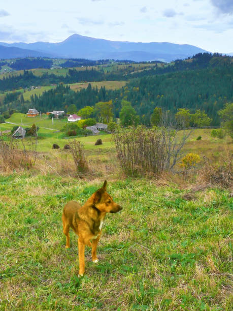 istock Portrait of a dog. 1272253022