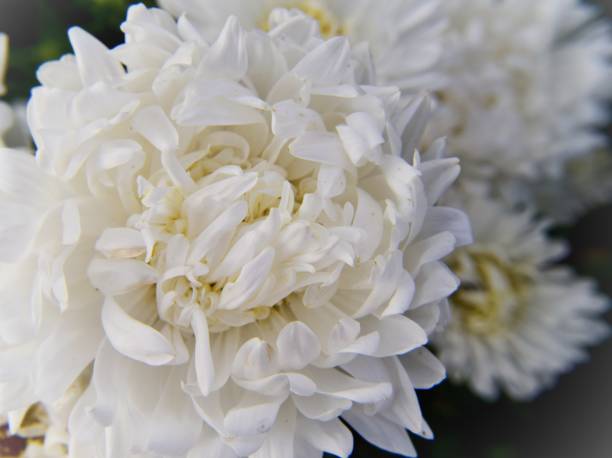 istock White chrysanthemum flowers close up, soft focus in the background 1272253956