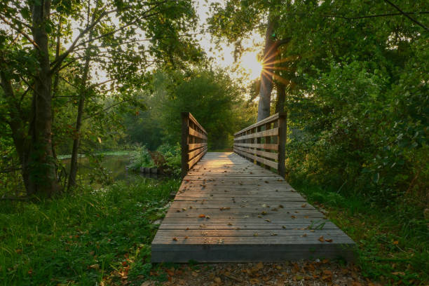 istock Suspension bridge in the forest. 1272254034
