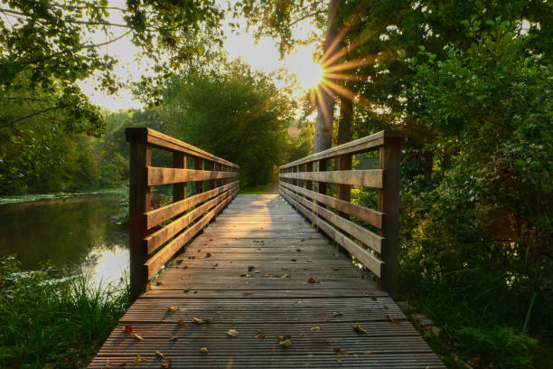 istock Suspension bridge in the forest. 1272254041