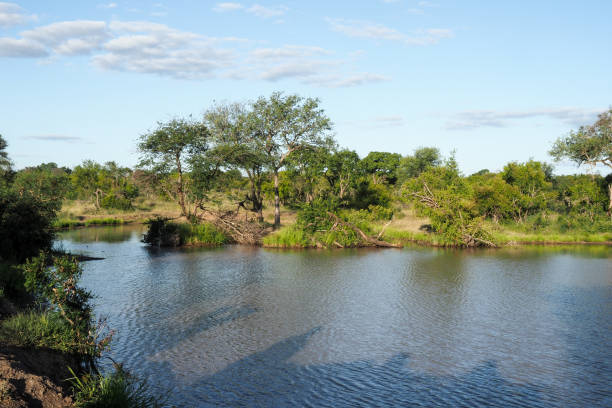 ソーニーブッシュ自然保護区,南アフリカ,パート2 - limpopo province ストックフォトと画像